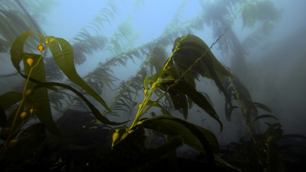 Kelp Forest by Michael Brown